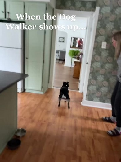 Yes, I know I have the best job, and the happiest dogs! #dogwalker #dogwalkerlife #dogsofttiktok #dogs #Vinny #frenchbulldog #StratfordDogWalkers
