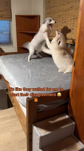 Morning arguments with Reef and Jasper 🦊 #fox #foxes #foxesoftiktok #furfarmrescue #notapet #redfox