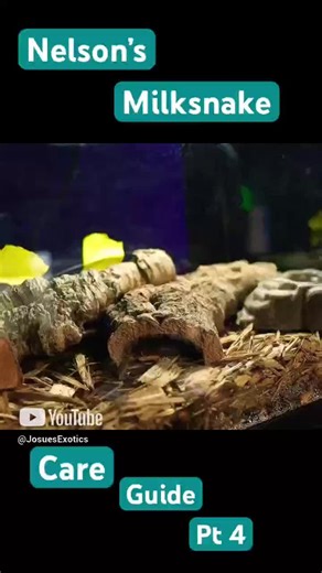 Thriving Milk Snake Care: Essential Guide Pt 4