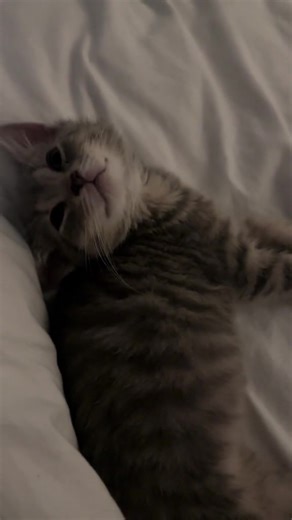 Adorable Kitty Moments That Will Melt Your Heart