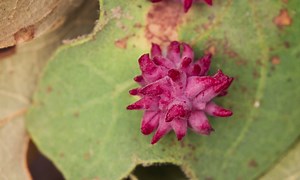 What Gall! The Crazy Cribs of Parasitic Wasps | KQED