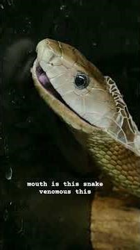 Venomous or Not? 🐍#shorts #snake #viral