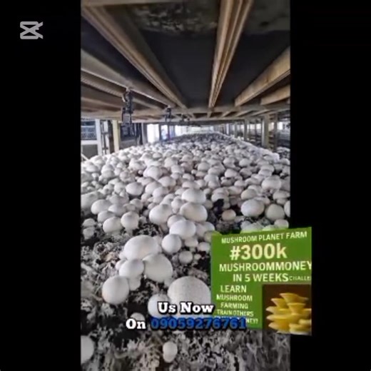 Mushroom farming isn’t just agriculture – it’s science, art, and...