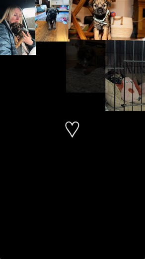 More about bramble… - He is an 8 week old border terrier puppy 🐶 - He is playful and cheeky 🤪 - he is very food driven 😋 - favorite toy: is a plastic bottle with rocks in 🐾 - He’s obsessed with water 💧 #dogtok #petsoftiktok #borderterrier