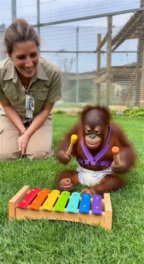 Making Music and Climbing the Rainbow! 🌈🎵 The Happiest Little Xylophone Player! 🧡 #OrangutanMusic #BabyApes #FutureMusician #JoyfulMoments #ZookeeperLife | Homemade & Heart recipes