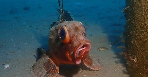 Les poissons moches sont les plus menacés