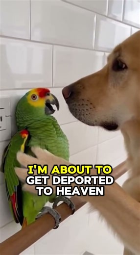 PARROT Screams: "I Am About to Get Deported to Heaven!" 😇😂