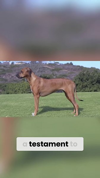 Top 7 fearless dog breeds the ultimate protectors