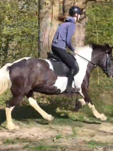 #esme 🖤 - oh my gosh such a good ride today, some jumping and gallops 🙈 will deffo have to get my girl out cross country verryyy soon, she's honestly doing soo amazing bless her. what a cool pony 🥹🫰🏻 - #equestrian #cobscan #horses #hacking