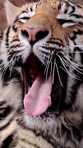 Exploring the Wild: Tiger Videos Collection