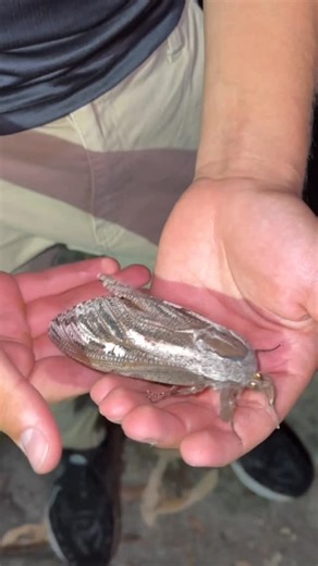 Gabriel Redback on Instagram: "The Giant Wood Moth is the heaviest moth on earth!! Have you ever seen a moth this size? #australia #animals #wildlife #giantwoodmoth"