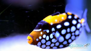 2.7K views · 88 reactions | The Iconic Clown Triggerfish. This colorful fish is easy to care for and acclimates to new environments quickly. They challenge with this fish is the temperament which requires a lot of room; best suited in large aquariums. #saltwater #aquarium #clown #beautiful | Aquarium Knoxville | Facebook