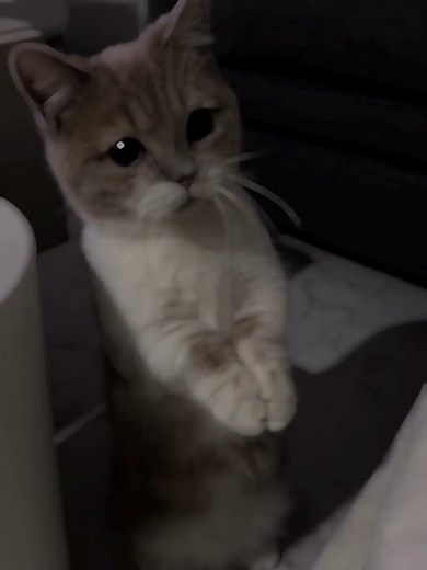 Im Sorry - Cute Cat Apologies Animation