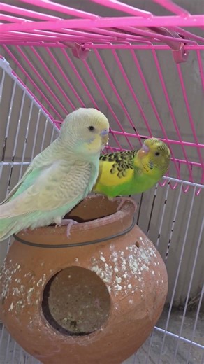 Tote Apane Matake ke oper khade #parrot #standup #cage #funny #voice #shortvideo #foryoupage #fyp