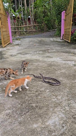192K views · 2.2K reactions | When big snake  meets with Street Cats  Gang #cat #kitten #snake #catvssnake #catlover #fblifestyle | Andaman Baby | Facebook
