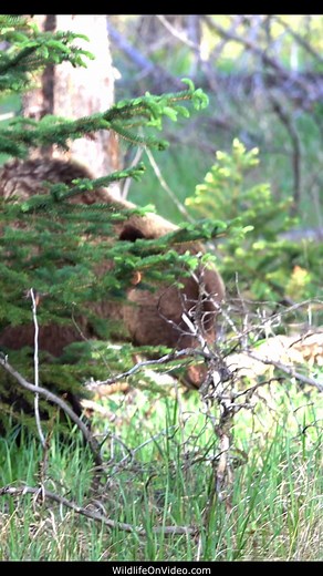 52K views · 1.7K reactions | Huge Grizzly Bear Mum and Cub Approaching | Wildlife On Video | Facebook
