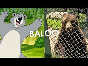 El verdadero Baloo: la trágica historia del oso atrapado en una jaula por 25 años 🐻💔