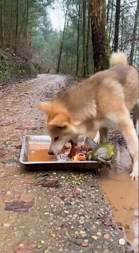 Eat bullfrog today...Chinese pastoral dogs, discover their amazing agility #dogs #bullfrog #pets