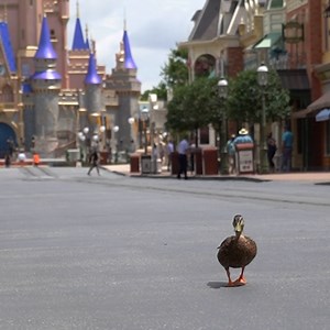 790K views · 26K reactions | Ducks at Magic Kingdom Park were up at the quack of dawn, ready to welcome guests back to The Most Magical Place on Earth. 閭 #DisneyMagicMoments ✨ | Walt Disney World | Facebook