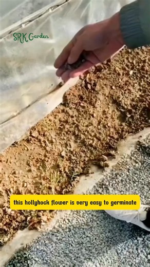 Hollyhock Flowers Easy to Grow, Colorful All Season! | Dodo Garden