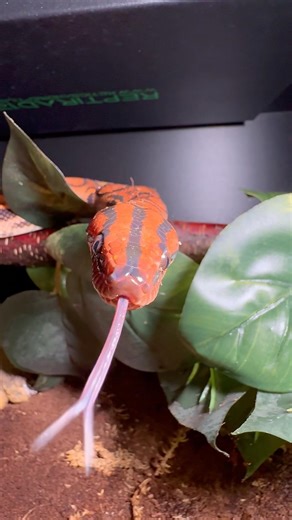 Brazilian Rainbow Boa!🌈🐍#brazilianrainbowboa #anaconda #snake #snakes #reptile #reptiles #fyp