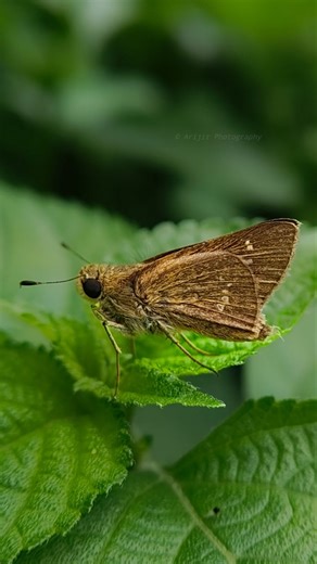 How to Take Professional Photos with Any Camera | Photography Tutorial #smartphone