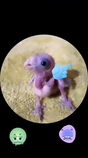 Adorable Featherless Bird-like Creature Caught on Camera