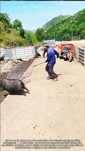 Watch How Farm Teams Safely Move Large Pigs Using Catch Nets