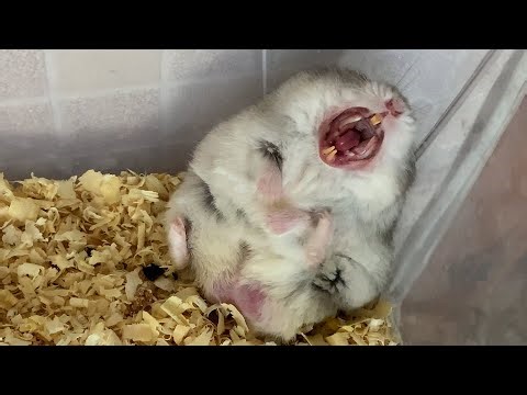 Hamster family Cute little hamsters Life of a hamster family ASMR #hamsters #eating