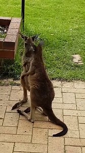107K views · 10K reactions | Stop what you are doing right now and give the person you love a hug like these Kangaroos!  #Kangaroos #Animals | Animalistic | Facebook