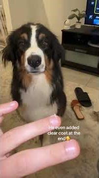 You Won’t Believe How These Dogs ‘Help’ 😂 (Best Helpers Ever?)