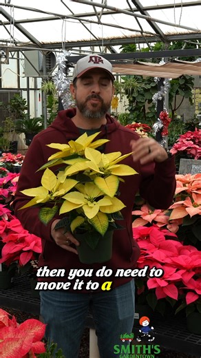 182 reactions · 57 shares | Keep your poinsettias vibrant all season with these easy care tips!  We’ll cover watering, light needs, and the best spot for your blooms to stay fresh and bright through the holidays. ❤️ Make the most of your holiday tradition with this quick guide! ✨ #poinsettiacare #holidaytips #smithsgardentown | Smith's Gardentown | Facebook
