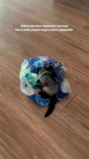 Ferrets Enjoying Toilet Paper Bags Over Cat Toys