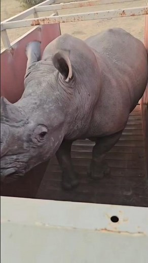 Angry Rhino destroyed vehicle #shorts #viral #trending #animals #wildlife #new #rhino