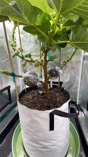 This Black Madeira Fig Tree is Looking Amazing! #garden #gardening #figtree #airlayered #plants