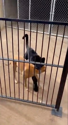 Black Panther charged at Dog stuck in cage at Zoo! 🐈‍⬛🐕🦍 - CAUGHT on Camera