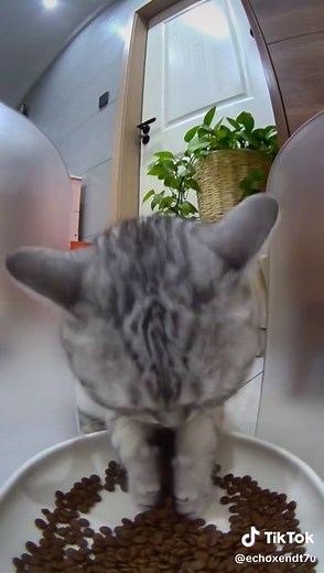 Cat Eating with Paws: Secret Life of Pets Revealed
