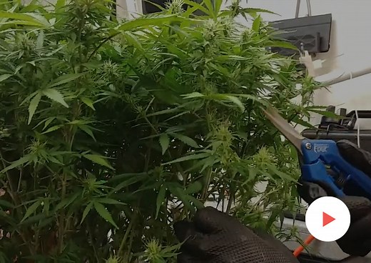 Growing How-To: Defoliation: Defoliation in week 3 of flower