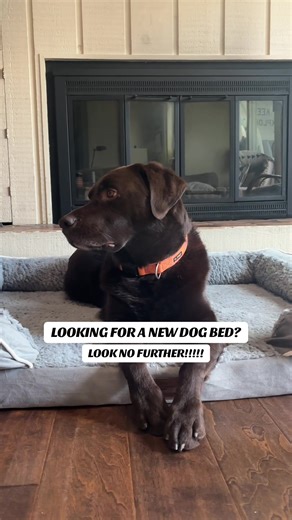 You won’t regret this purchase, I PROMISE!!! 😴❤️ #dogsoftiktok #labradorretriever #pets #dogbed #pet