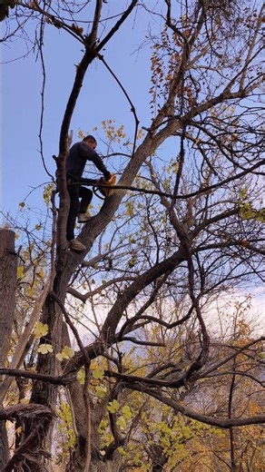 The Expert Tree Cutter #treecutting #sawblade #nature #chainsaw