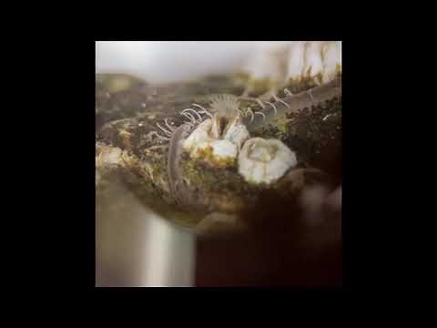 Barnacles under a microscope