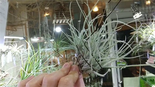 Tillandsia reducta 1280-3280円レドゥクタ一般的な分布域はペルーCajamarca。標高1900～2800メートルの高地の岩場にのみ生息。種小名は「矮性の」を意味します。近縁のテクトラムより水を欲しがります。※こちらは3280円の株。Viridantha亜属