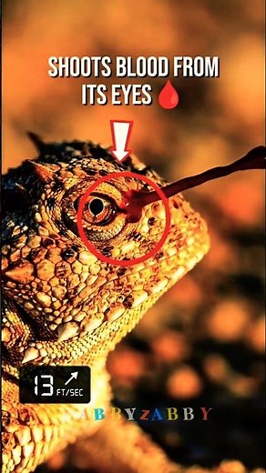 This Is How A Horned Lizard Defends Itself 🦎🩸