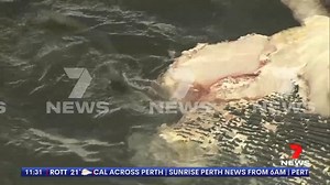6.2K views · 45 reactions | A shark feeding frenzy at Rottnest closes popular beaches. www.7NEWS.com.au #7NEWS | 7NEWS Perth | Facebook