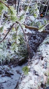 Cette grenouille cryogénique revient à la vie au moment du printemps !😮 En Amérique du Nord, la lumière du printemps réveille un animal aux pouvoirs presque surnaturels. Depuis le début de l’hiver, la grenouille des bois est totalement gelée. Mais dès que le soleil se met à briller à nouveau, son sang dégèle et coule à nouveau dans ses veines. Son cœur recommence à battre. C’est une grenouille cryogénique ! Retrouvez le documentaire "Une planète parfaite, du soleil aux volcans" à 22h40 sur Fran