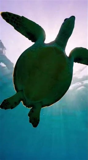 Sea Turtles Gliding Underwater in 4K | Peaceful Ocean Wildlife Cinematic Video