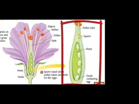 Flower Reproduction Structure and Function