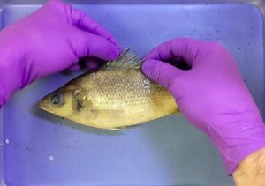 Freshwater Perch Dissection Video Tutorial + Lab Procedure PDF