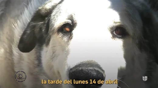 🎥 La historia del niño Boden y el perro Buford: una hazaña sorprendente en una zona desértica. | Noticias 23