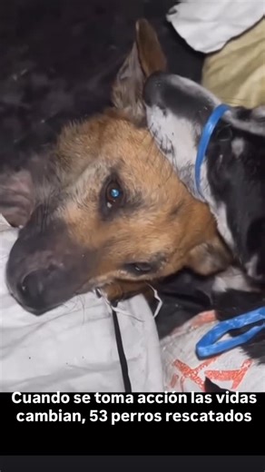 Mayela Mendoza on Instagram: "TOMAR ACCIÓN PUEDE CAMBIAR VIDAS!!! Esta es una triste historia con final feliz… 53 perros aterrorizados fueron rescatados de un camión en Indonesia justo antes de llegar a un matadero ilegal en Sukoharjo, Java Central, en noviembre de 2021 muchos de los cuales se creían que eran mascotas robadas y aún llevaban collares, fueron encontrados hacinados en sacos, con sus hocicos y patas atados firmemente con bridas y cuerdas. Habían soportado un viaje de aproximadamente